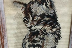 kotek